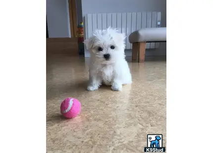 a small white maltese dog